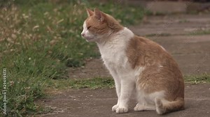 Cat looking around and going away on the street.
