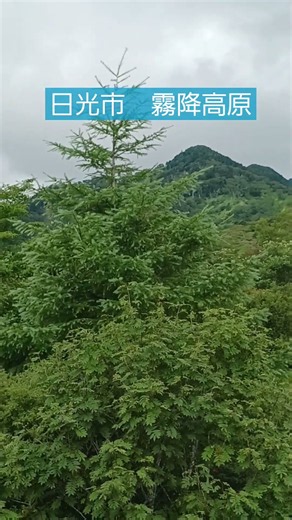 日光 霧降高原 #きれいな風景 #絶景 #景色綺麗 #自然