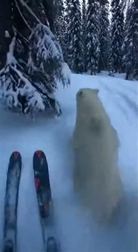 STRANGE BEAR😱 Bears Caught Doing Hilarious Tricks #bear #animals #funny