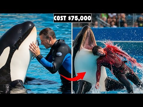 The HORRIFYING Orca Attack That Cost Seaworld $75,000 | Ken Peters Story