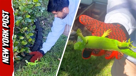 Florida cold spell leaves iguanas frozen in place