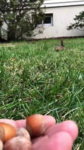 134K views · 3.6K reactions | He dropped his last nut  | NCS | Facebook