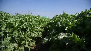 Medicinal plant Milk thistle (Silybum marianum) grows in the field