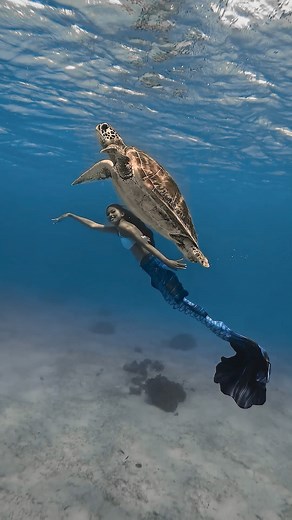 Let’s fulfill your mermaid dreams 🧜‍♀️ Enroll now❗️ 𝘞𝘩𝘢𝘵 𝘪𝘴 𝘔𝘍𝘐? 𝐌𝐅𝐈 𝐌𝐞𝐫𝐦𝐚𝐢𝐝 𝐅𝐞𝐝𝐞𝐫𝐚𝐭𝐢𝐨𝐧 𝐈𝐧𝐭𝐞𝐫𝐧𝐚𝐭𝐢𝐨𝐧𝐚𝐥- the first world systematic and high quality standard education for Mermaiding in both recreational and professional. 𝗠𝟬 𝗠𝗲𝗿𝗺𝗮𝗶𝗱 𝗖𝗼𝘂𝗿𝘀𝗲- for absolute beginners, non swimmers (no exam and assessment) 𝗠𝟭 𝗔𝗱𝘃𝗮𝗻𝗰𝗲 𝗠𝗲𝗿𝗺𝗮𝗶𝗱 𝗖𝗼𝘂𝗿𝘀𝗲 Pre-requisite: ✔️Not afraid of the water ✔️being able to swim at least 25m 🎥🎨: @Musikerong 