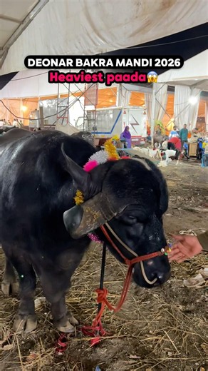 HEAVIEST PAADA😱 1500KG IN DEONAR BAKRA MANDI 2026 #deonarmandi #bakraeid #heavyweight #viral