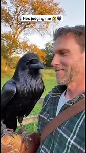 Why does this raven look like he’s questioning all my life decisions 😂🖤 Smartest bird on the planet, but zero chill. #raven #smartbirds #animalvideos #birdtok #naturelovers #fyp #FacebookReels | Reven