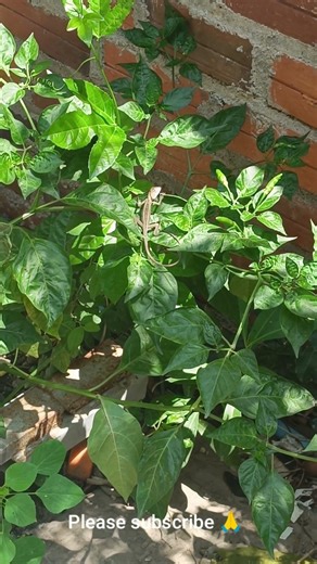 Asian lizard 🦎 catching fly | Relaxing