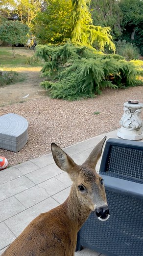 Patrick Roesch on Reels