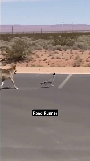Road Runner #roadrunner #birds #running