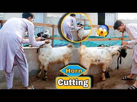 Goat Horn Cutting | Horn Trimming | How to cut Horn | Goat Farming | livestock farming | Business