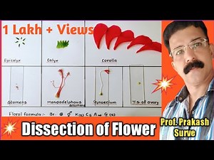 Dissection of Hibiscus Flower with Complete Explanation(Practical-2)By Prof.Prakash Surve(Moderator)
