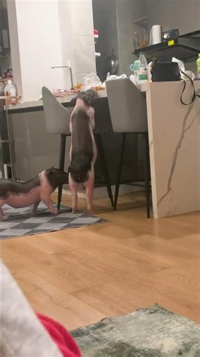 My pig has become a spirit. I secretly watched what they were doing furtively. Sister Lotu