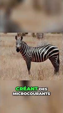 Zèbre : Le secret incroyable de ses rayures révélé !