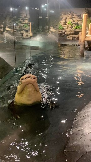 Lou and Toothless, Reptilia Vaughan’s American Alligators (Alligator mississipensis) can be quite vocal this time of year. If you’re lucky you might be able to catch them in the act during your next visit this summer. Some of the best days to hear them calling is actually on rainy days, particularly when thunderstorms are around, when they often mistake thunder for other gators! According to some weather apps, the stars are aligning for a great day to be at Reptilia tomorrow. A combination of Th