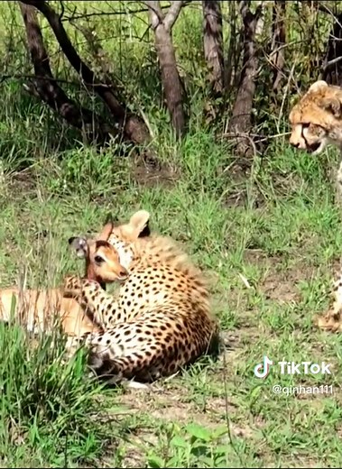 #cheetah #wildanimals #foryou | cheetah