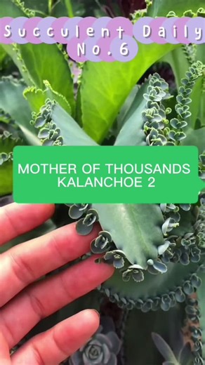 Succulent Propagation Techniques That Work