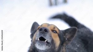 Barking enraged angry dog outdoors. The dog looks aggressive, dangerous . Furious dog. Angry and aggressive dog showing teeth on snow in winter.