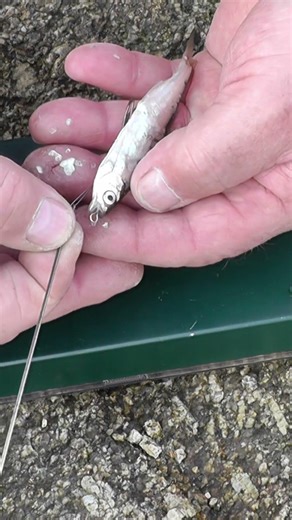 Köderfisch System für Zander #zanderangeln #deadbait