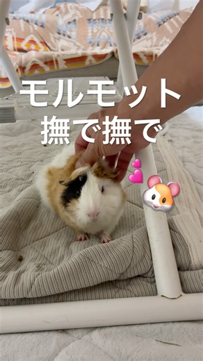 【モルモットが可愛すぎる🐹】撫で撫でタイム編