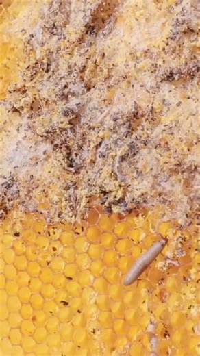 Wax moth infestation - taking care of it! #bees #burn #hive #wax | White House on the Hill