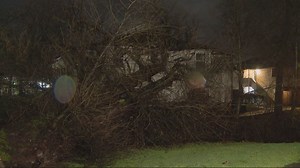 Did a tree fall on your property from the storm? Here's what you should know