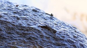 Anabas Testudineus Creeps On Granite Boulders: стоковое видео (без лицензионных платежей), 10330022 | Shutterstock