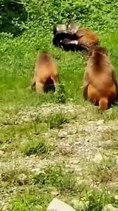 183K views · 473 reactions | Python attacking a monkey  #reelsviral #trending #facebookviral #animals #highlightseveryonefollowers | Okhwa Lupao Live | Facebook