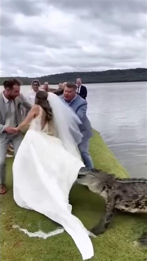 Crocodile Lunges At Bride During Beach Wedding