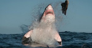 Top 10 Animal Predators | Articles on WatchMojo.com