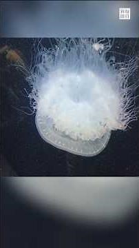 100 species of jellyfish captivate visitors at the newly renovated Kamo Aquarium, held a preview ...
