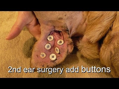 Dog Ear Hematoma Repair Buttons