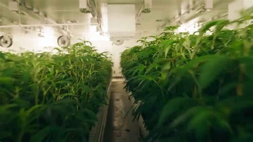 How was marijuana used in ancient Rome?