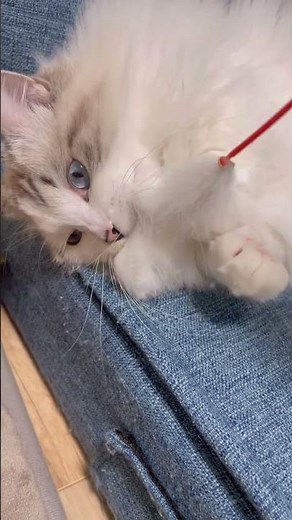 久々に遊びスイッチ入ったおもちくん…遊び方がやる気なくてきなこちゃんにドン引きされてた🐱 #猫動画 #猫じゃらし #癒し
