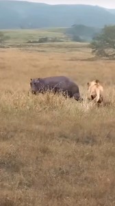 Lone Lion Dares to Hunt a Hippo #hippo #lions #wildlife #wildlifephotography #wildanimals #animals #animallover #nature #naturelovers #naturephotography | Wild Wonders