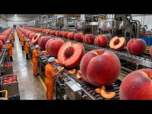 Inside a Modern Peach Processing Plant: From Farm to Canned Peaches (The whole process)