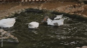 Several geese are seen swimming in a small pond surrounded by stones. The geese are a mix of gray and white, creating a lively scene of wildlife in a rustic setting.