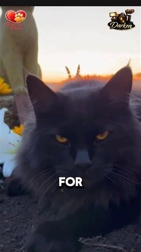 The Cat who avenged his mother’s death #cat #kitten