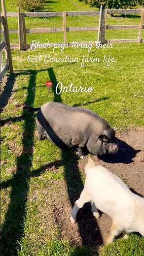 Black pigs living their best Canadian farm life| Heritage pigs|rare|ontario|canada