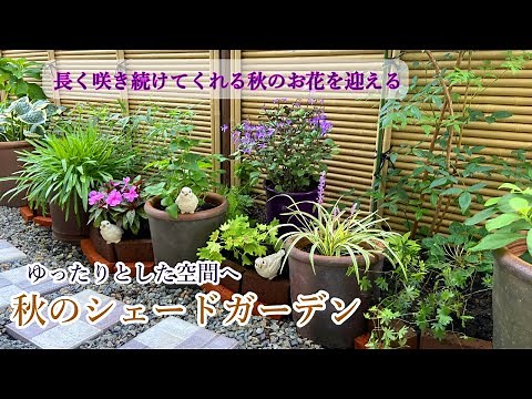 【一回り大きくなったシェードガーデンに秋のお花を迎える】半日陰/ガーデニング/秋の装い