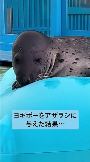 【検証】ヨギボーをアザラシに与えると....