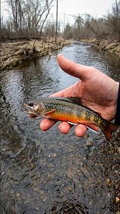 #fishing #driftless #troutfishing #creekfishing #witroutfishing