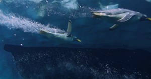 Penguins Swimming Relaxing In Chilly Zoo Pool Stock Footage SBV-338137671 - Storyblocks