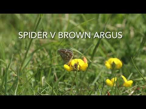 Spider v Brown Argus