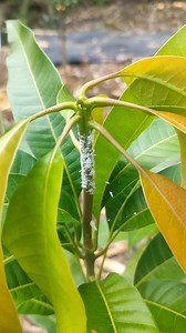 Insecticide #mangotree | Plants Propagation