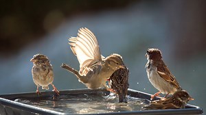 Turn an old broken statue into a whimsical and unique bird bath