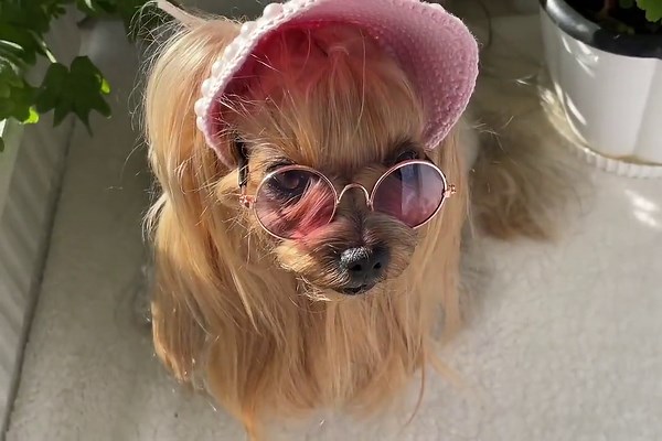 Dog Hat Crochet Pattern: Visor Cap for Small Dogs and Cats (PDF File) - Etsy