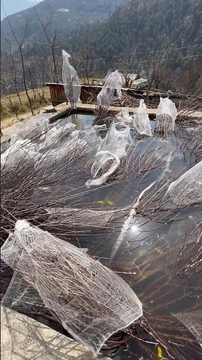 First time in india Plants on G-41 rootstock #orchards