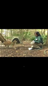 8.1K views · 132 reactions | OPERANT CONDITIONING~part 13 of 15~~find out more about the operant condition program at Big Cat Rescue, the purpose, importance, how it is carried out for the cats at different levels and training involved for the keepers. #BigCatRescue #BigCats #Rescue #Conservation #Wildlife #Sanctuary #Florida #OperantConditioning #Training #NeedToKnow #Interesting #Information #CaroleBaskin | Big Cat Rescue | Facebook