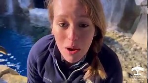 Penguin Profile 🐧 Meet Mickey! She is a macaroni penguin and is 38 years old. The colony recently received new wing bands that have their names on them. To celebrate, we will be introducing you to each penguin! | Pittsburgh Zoo & Aquarium