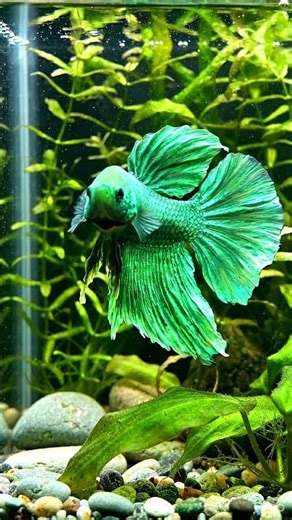 Green Betta Should NOT Look Like This… But It Does #subscribe #trending#viral #bettafish #shorts